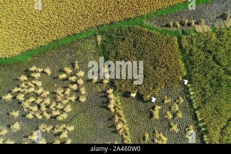 Luftaufnahmen von Ackerland, auf dem Bauern die Ernte an Huaxi Bezirk der Stadt Guiyang, Provinz Guizhou im Südwesten Chinas, 24. September 2019. *** Lo Stockfoto