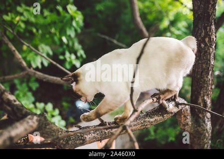 Cat Kletterbaum. Katze jagt auf Baum. adorable Katze portrait Aufenthalt auf Ast. reinrassig Kurzhaar Katze ohne Schwanz. Mekong Bobtail sitzen auf Baum Stockfoto