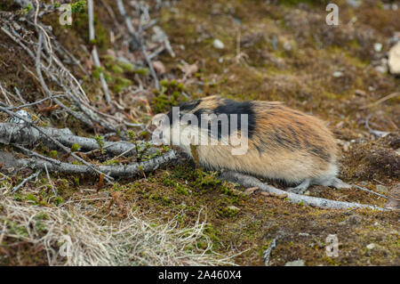 Norwegen Lemming (Lemmus lemmus) in der Nähe der Höhle in der Tundra, Gebirge Jotunheimen, Norwegen Stockfoto