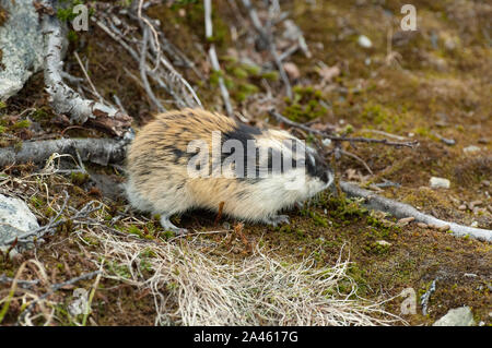 Norwegen Lemming (Lemmus lemmus) in der Nähe der Höhle in der Tundra, Gebirge Jotunheimen, Norwegen Stockfoto