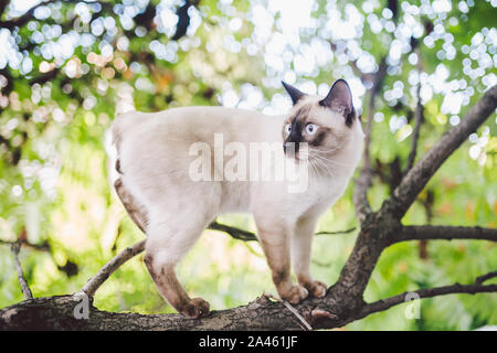 Cat Kletterbaum. Katze jagt auf Baum. adorable Katze portrait Aufenthalt auf Ast. reinrassig Kurzhaar Katze ohne Schwanz. Mekong Bobtail sitzen auf Baum Stockfoto