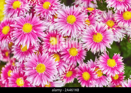 Herbst verschiedenfarbige Chrysanthemum flower schlecht gestreiften Hintergrund Stockfoto