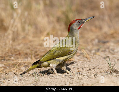 Iberischen Grünspecht, Picus sharpei Stockfoto