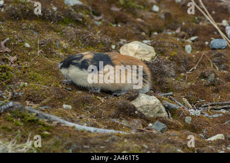 Norwegen Lemming (Lemmus lemmus) in der Nähe der Höhle in der Tundra, Gebirge Jotunheimen, Norwegen Stockfoto