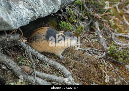 Norwegen Lemming (Lemmus lemmus) in der Nähe der Höhle in der Tundra, Gebirge Jotunheimen, Norwegen Stockfoto