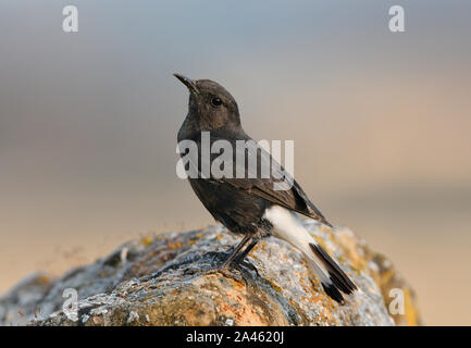 Schwarzen Steinschmätzer - Oenanthe leucura Stockfoto