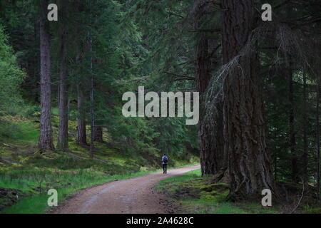 In einer Szene in Ruhe durchtränkt, eine Person, die Spaziergänge auf den Pfad in einem Wald von beeindruckenden Scots Kiefern im Glen Affric (Scottish Highlands) Stockfoto