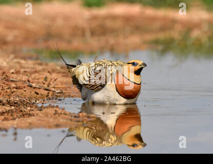 PIN-tailed Sandgrouse - Pterocles alchata Stockfoto