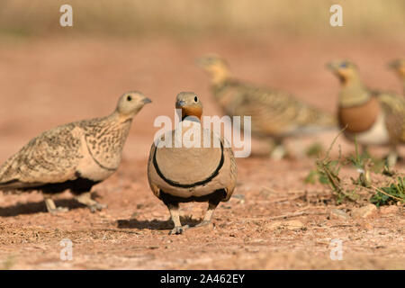 Schwarzbäuchigen Sandgrouse - Pterocles orientalis Stockfoto