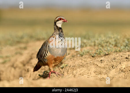 Rothuhn - Alectoris rufa Stockfoto