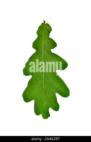 Pedunculate oak - Quercus robur Stockfoto
