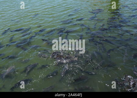 Tropische Süßwasserfische in einem Teich während der Fütterung. Stacheln und Fang der Fische beim Ausfahren aus der Furche die Oberfläche in einem erbitterten Kampf um Essen. Riesiger Schwarm von Fischen. Stockfoto