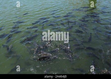 Tropische Süßwasserfische in einem Teich während der Fütterung. Stacheln und Fang der Fische beim Ausfahren aus der Furche die Oberfläche in einem erbitterten Kampf um Essen. Riesiger Schwarm von Fischen. Stockfoto