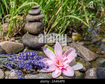 Balance von Steinen mit Lavendel Stockfoto