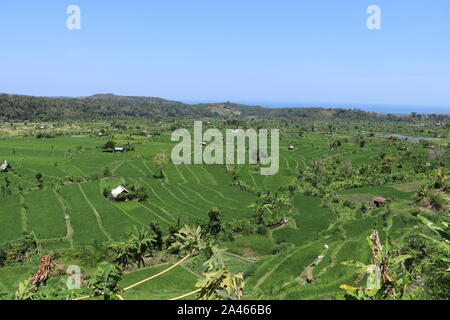 Grünes Feld mit Reis auf der Insel Bali in Indonesien. Reisterrassen in Tal Mountain Range. Palm Grove im Hintergrund hinter einem Feld. Stockfoto