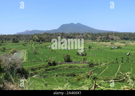 Grünes Feld mit Reis auf der Insel Bali in Indonesien. Reisterrassen in Tal Mountain Range. Palm Grove im Hintergrund hinter einem Feld. Stockfoto