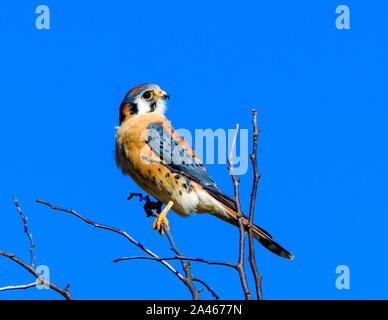 Amerikanische Turmfalke (Falco sparverius) auf einem Ast sitzend Stockfoto