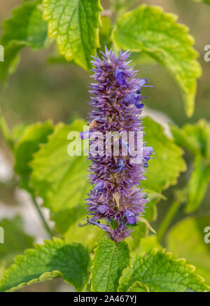 Anis - brennnessel Agastache foeniculum Heilpflanze in der Blüte Stockfoto