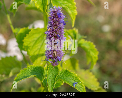 Anis - brennnessel Agastache foeniculum Heilpflanze in der Blüte Stockfoto