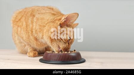 Cute ginger cat Trockenfutter aus einer Schüssel essen. Panoramabild mit kopieren. Stockfoto