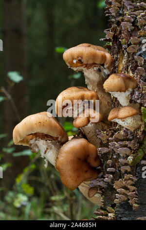Sommersprossige dapperling Pilze wachsen auf dem Faulenden Stamm eines Baumes in einem Pinienwald Stockfoto
