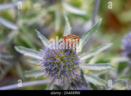 Gestreifte bug Graphosoma lineatum Insekt auf einem Thistle Stockfoto
