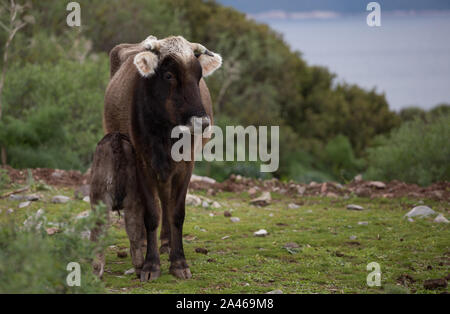 Kalb trinken Milch von der Kuh. Junge Kuh Porträt auf dem Feld in der Türkei. Bauernhof Beweidung Stockfoto