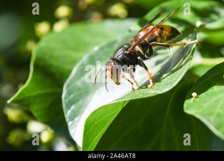 Nahaufnahme der Asiatischen wasp Braten auf Ivy leaf Stockfoto