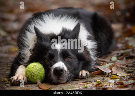 Portrait eines Border Collie Welpe, auf dem Boden liegend mit seinem Ball Stockfoto