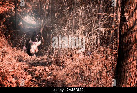 Border Collie Welpen läuft glücklich in den Roten Wald Stockfoto