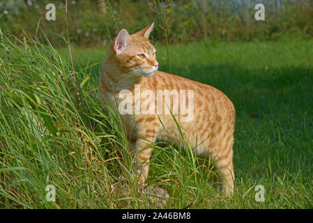 Rote Katze steht auf dem Rasen, lehnte seinen Pranken auf einen Stein Stockfoto