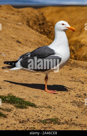 California-Möwe Stockfoto