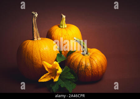 Punkins auf einem urigen Hintergrund für ein Thanksgiving Zusammenfassung Stockfoto