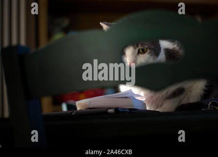 Lustige Katze von einem Stuhl versteckt Stockfoto