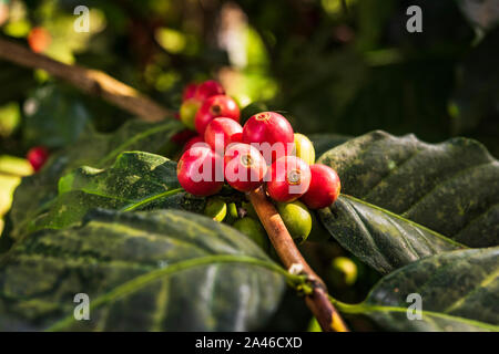 Kaffeebohnen Reifung, frischen Kaffee, Red berry Branch Stockfoto