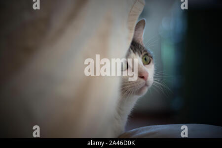 Adorable Porträt einer Katze von einer Decke versteckt Stockfoto