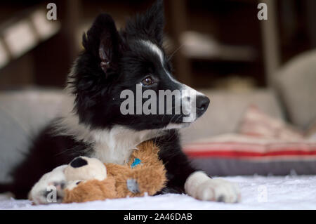 Eine süße Border Collie Welpe Hund Entspannt whit sein Spielzeug auf dem Sofa Stockfoto