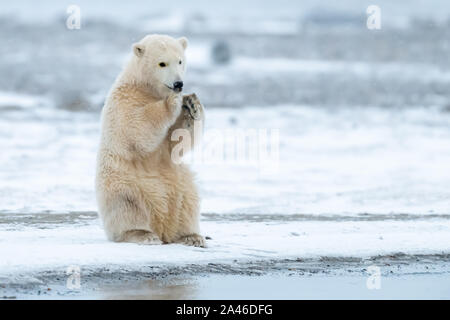 Eisbär (Ursus maritimus) in Kaktovik, Alaska in der Arktis Stockfoto