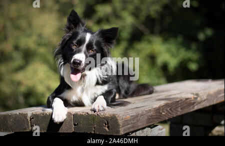 Eine lustige Border Collie Welpen liegen auf einem Holztisch im Wald Stockfoto