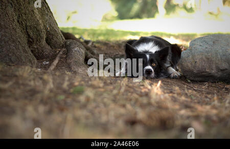 Ausschreibung Border Collie Welpen liegen zwischen einem Stein und einem Baum Stockfoto