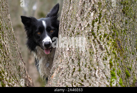 Ausschreibung Blick in die Bäume eines Border Collie Welpen Stockfoto