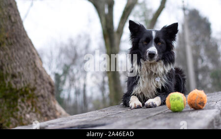 Eine schöne Border Collie Welpen warten mit seinen Kugeln liegen auf einem Holztisch zu spielen Stockfoto