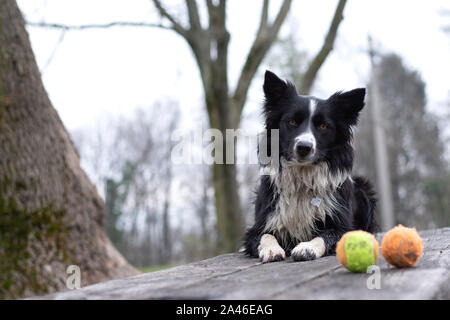 Eine schöne Border Collie Welpen warten mit seinen Kugeln liegen auf einem Holztisch zu spielen Stockfoto