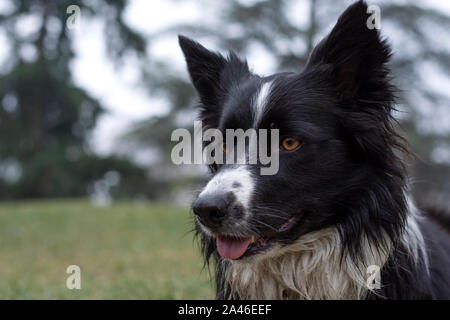 Eine schöne Border Collie Welpen Verlegung mit seiner Zunge heraus in den Wäldern Stockfoto