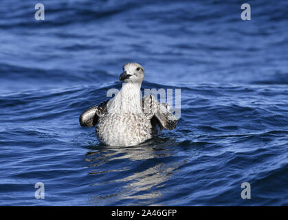Great Black-backed Gull - Larus marinus Jugendlicher Stockfoto