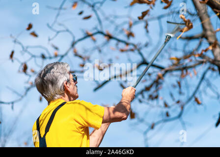 Mann stanzen Herbst Blätter vom Baum im Hof Stockfoto