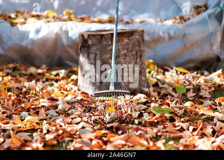 Stapel der gefallenen Blätter im Herbst und Rechen im Hof Stockfoto