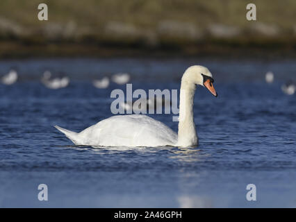Höckerschwan - Cygnus olor Stockfoto
