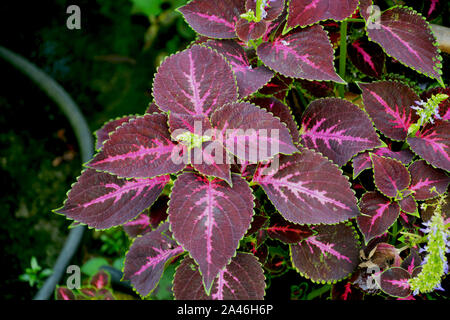 Nahaufnahme von Coleus (Plectranthus scutellarioides) Pflanze Blätter wachsen in mawlynnong Dorf Shillong, Meghalaya, Indien Stockfoto