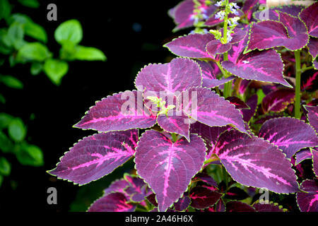 Nahaufnahme von Coleus (Plectranthus scutellarioides) Pflanze Blätter wachsen in mawlynnong Dorf Shillong, Meghalaya, Indien Stockfoto